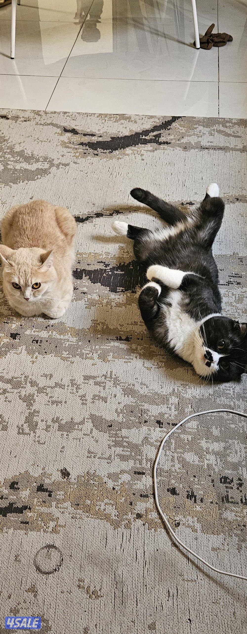 قطتين نثية وذكر للتبني2