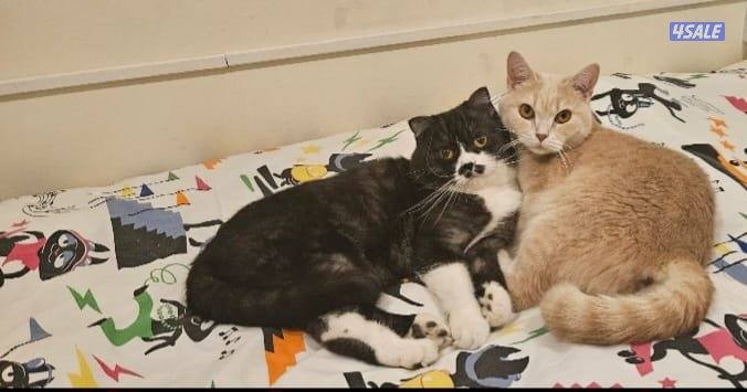 قطتين نثية وذكر للتبني1