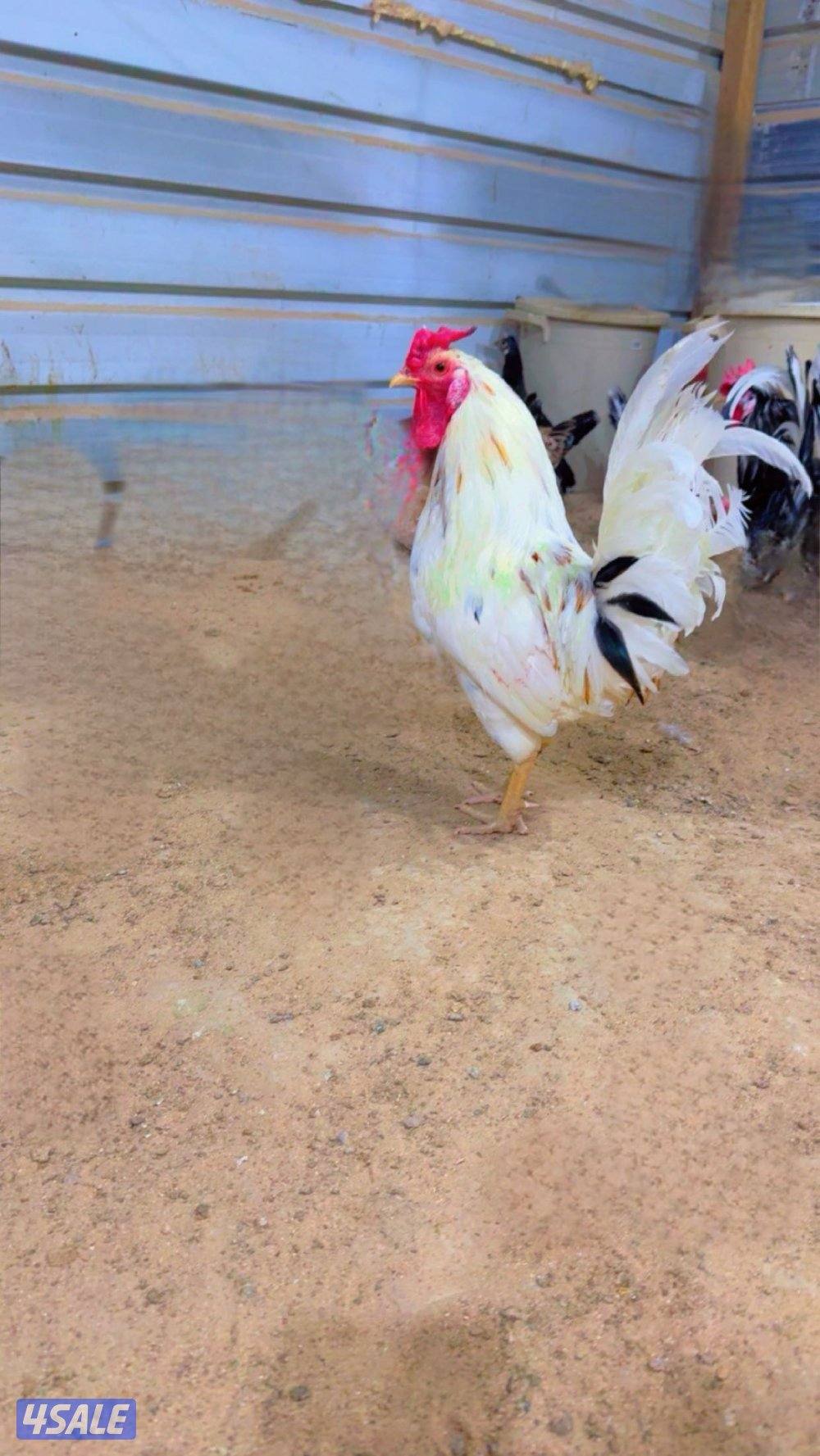 السلام عليكم للبيع دجاج عربي+ بيض باذن الله ملقح1