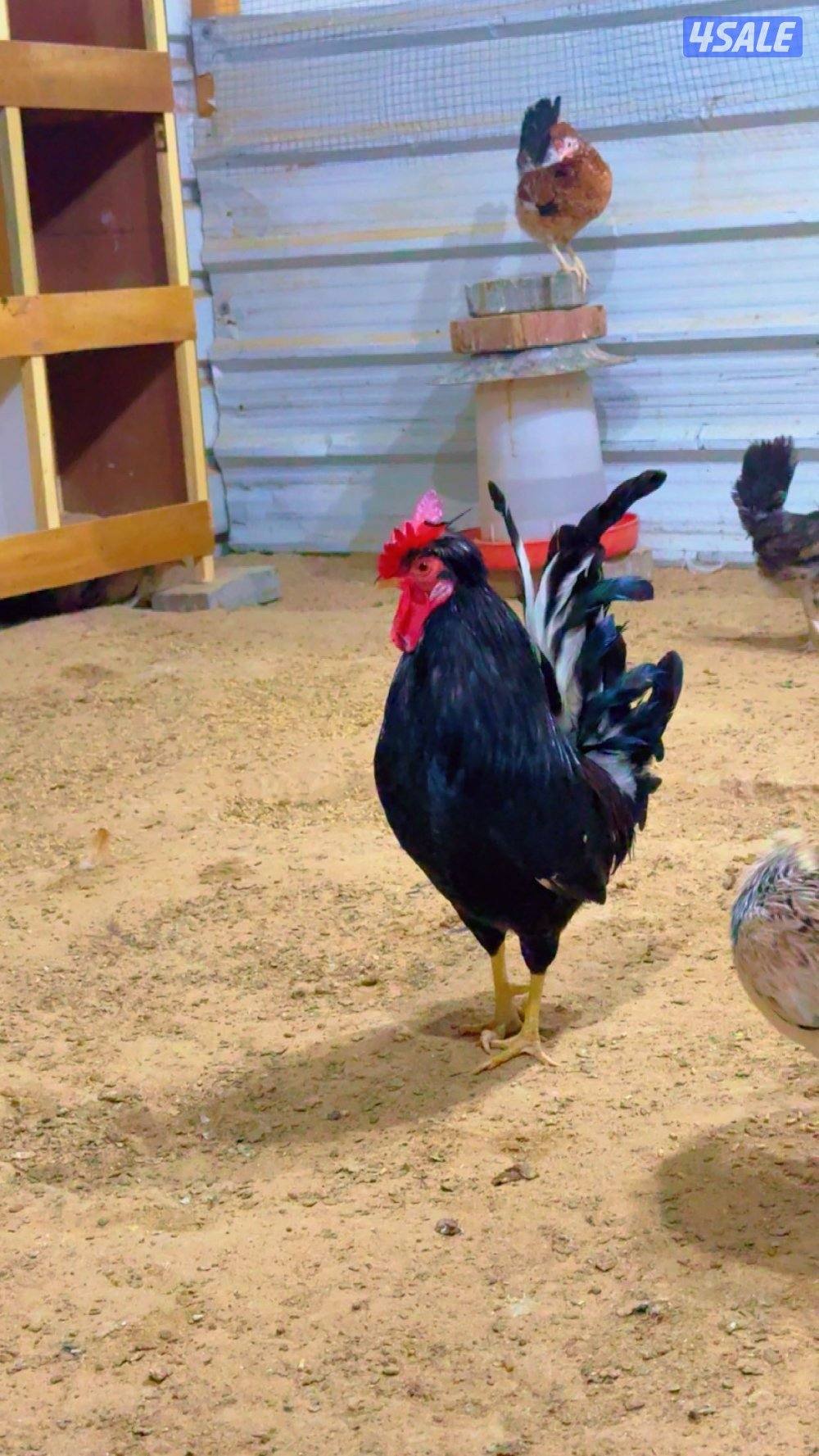 السلام عليكم للبيع دجاج عربي+ بيض باذن الله ملقح4