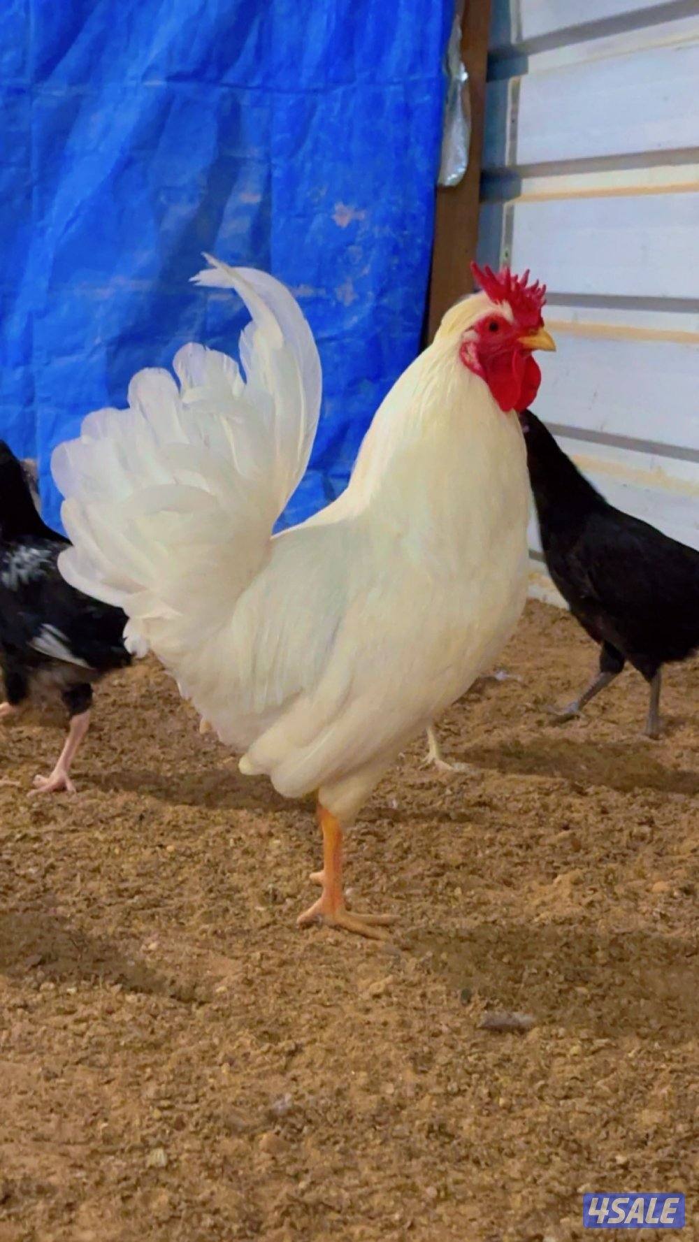 السلام عليكم للبيع دجاج عربي+ بيض باذن الله ملقح5