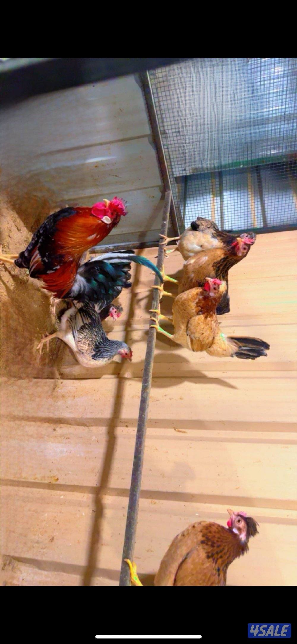 السلام عليكم للبيع دجاج عربي+ بيض باذن الله ملقح8