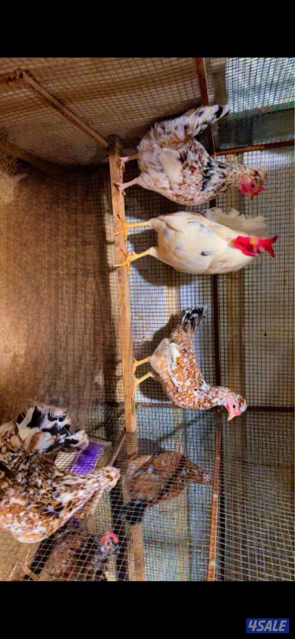 السلام عليكم للبيع دجاج عربي+ بيض باذن الله ملقح11