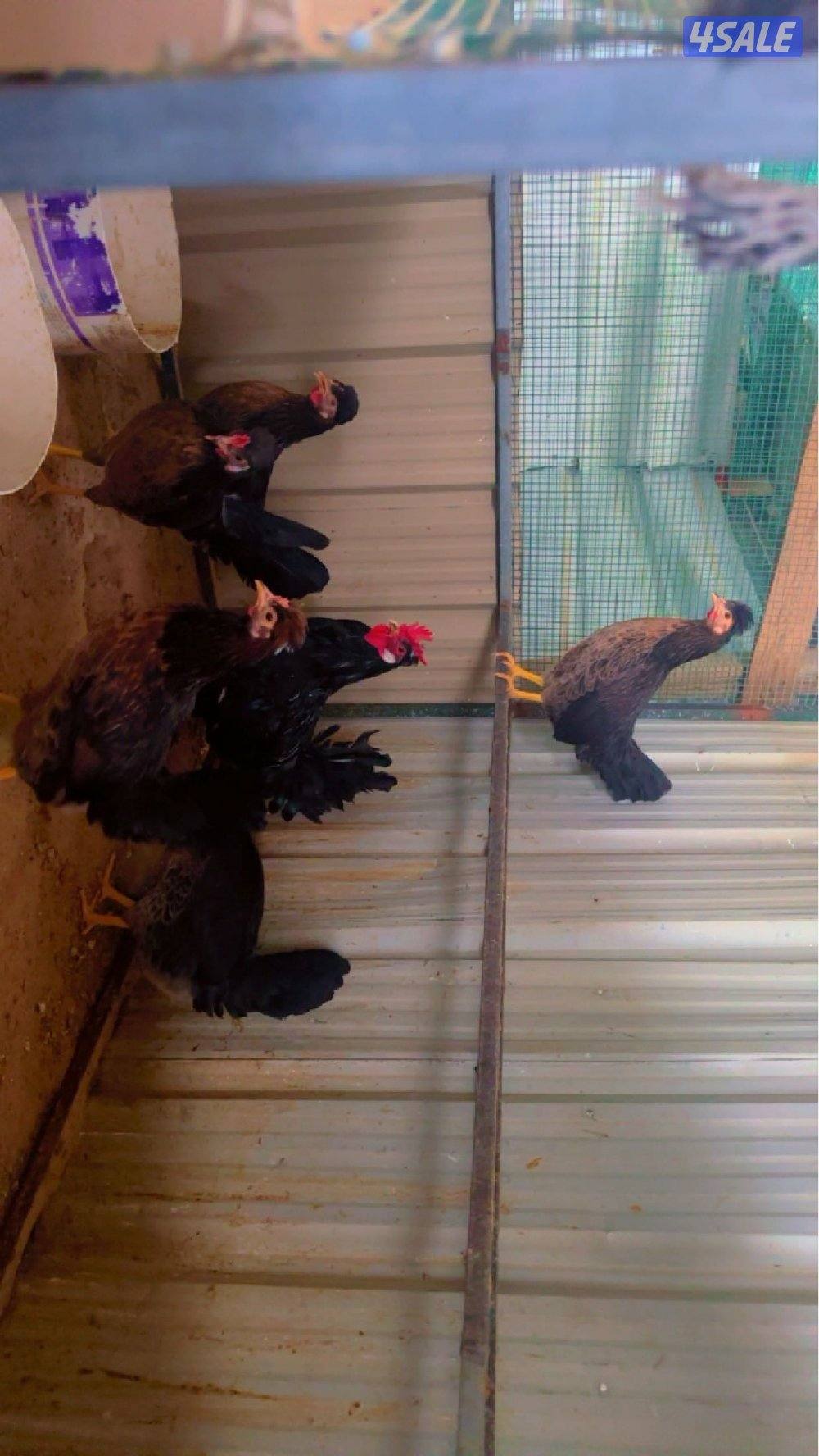 السلام عليكم للبيع دجاج عربي+ بيض باذن الله ملقح12