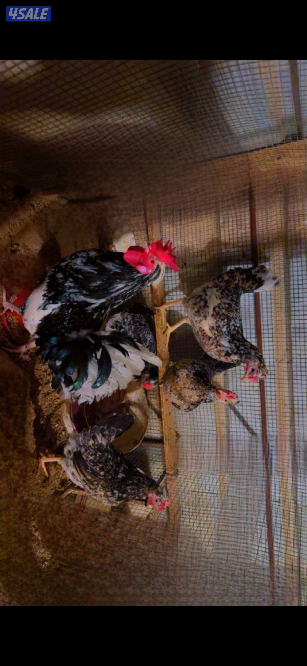 السلام عليكم للبيع دجاج عربي+ بيض باذن الله ملقح13