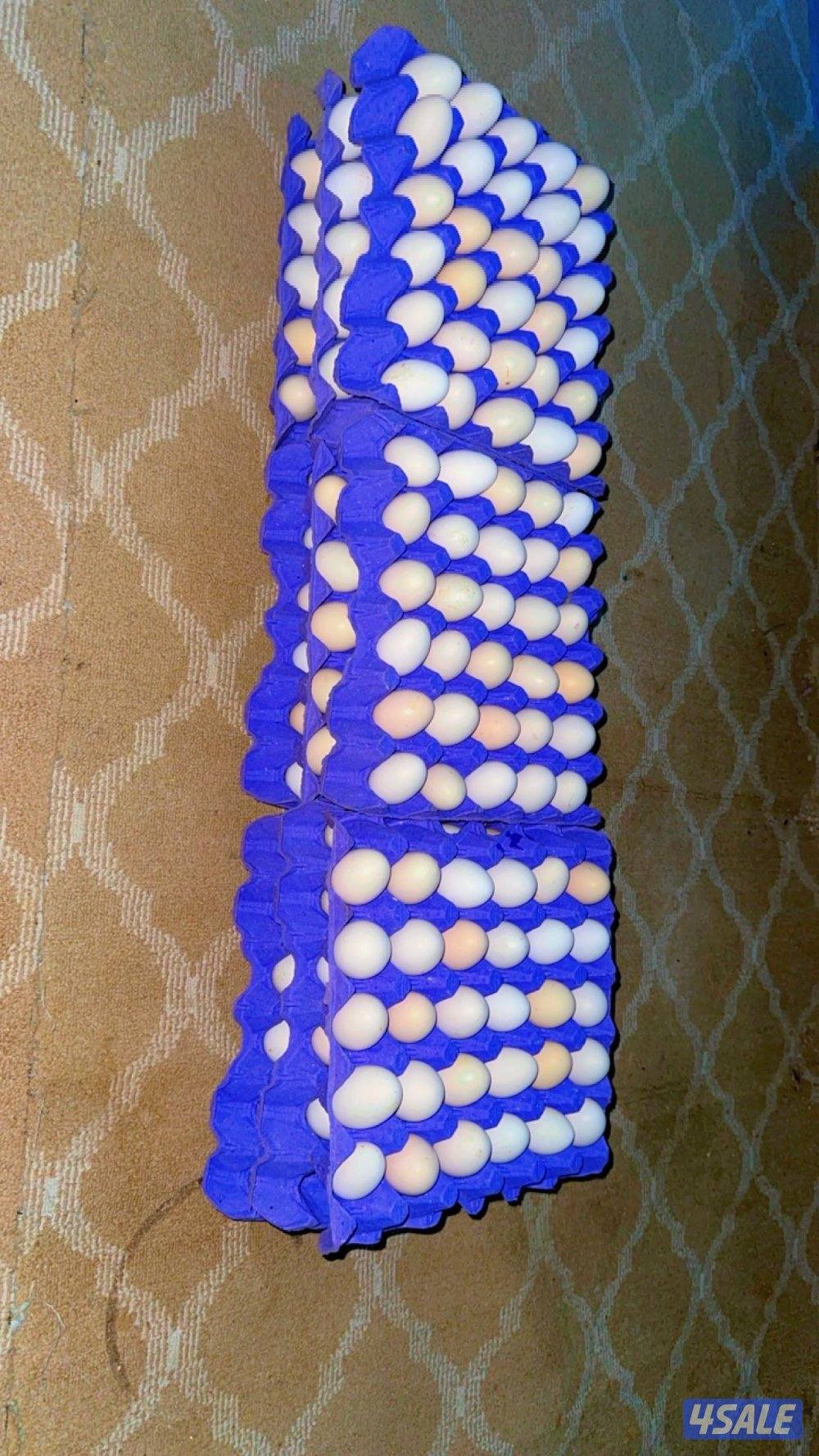 السلام عليكم للبيع دجاج عربي+ بيض باذن الله ملقح15