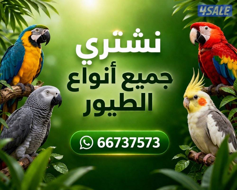 نشتري جميع انواع الطيور0