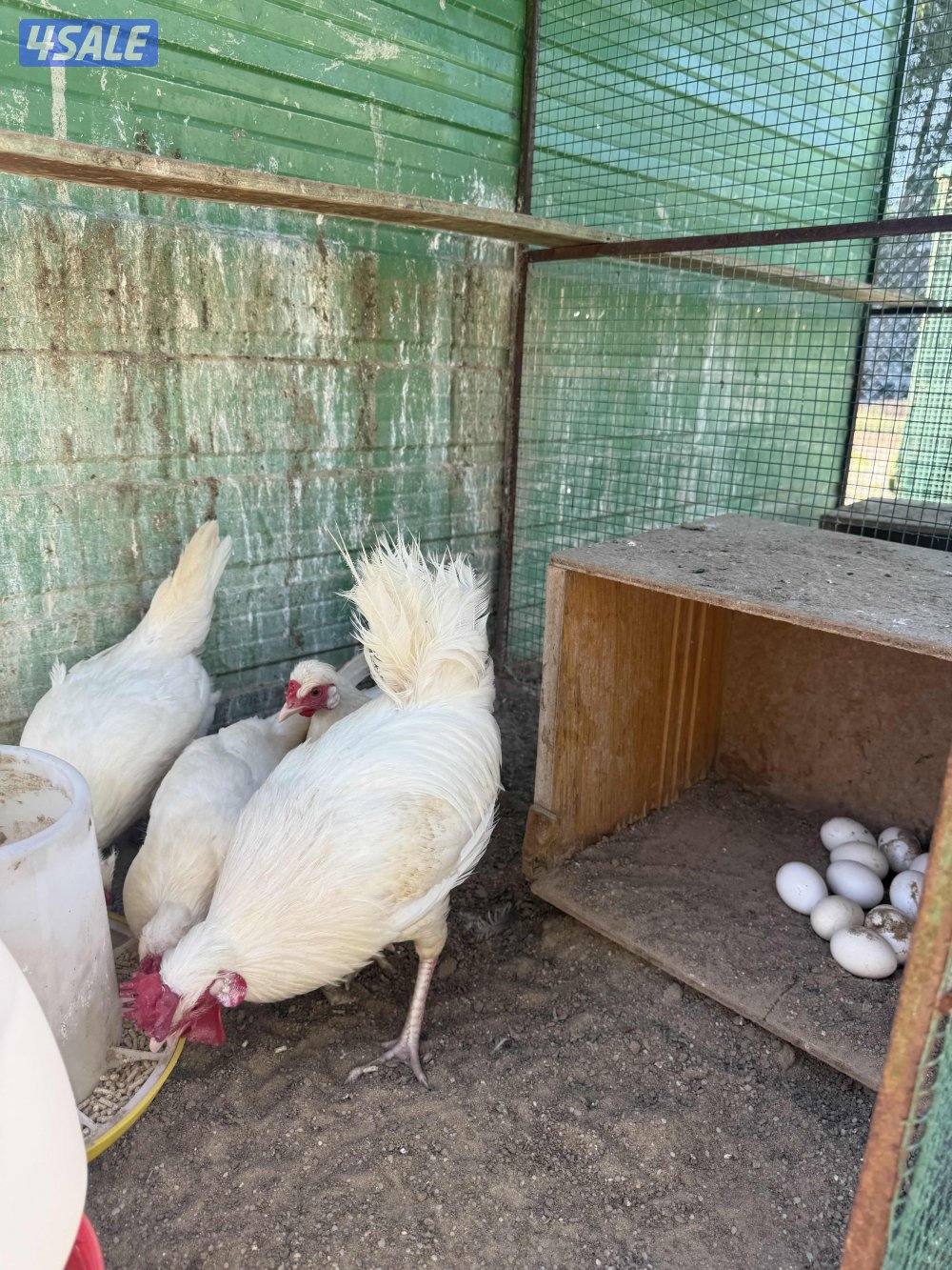 ديج وثلاث دجاجات عربي قديم بياضين ولونهم مميزز شرطط صحه والديج حار0