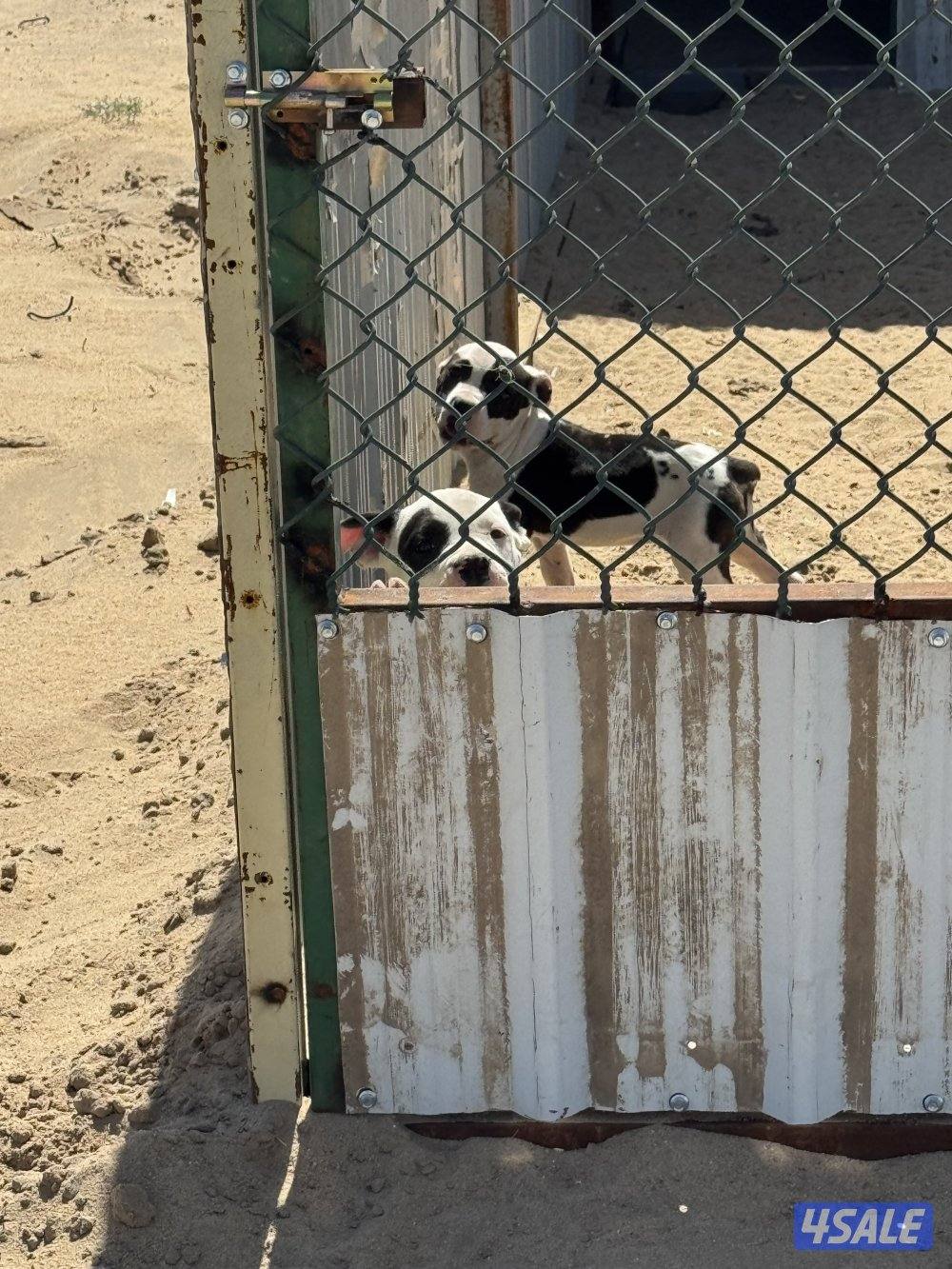 جراوة بيتبول بيور1