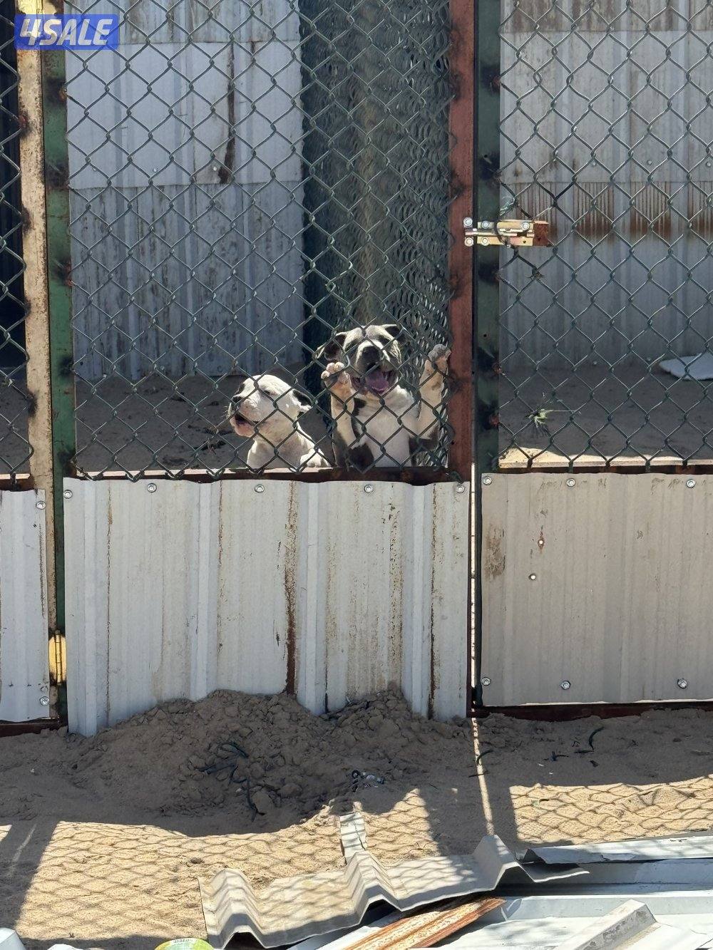 جراوة بيتبول بيور2