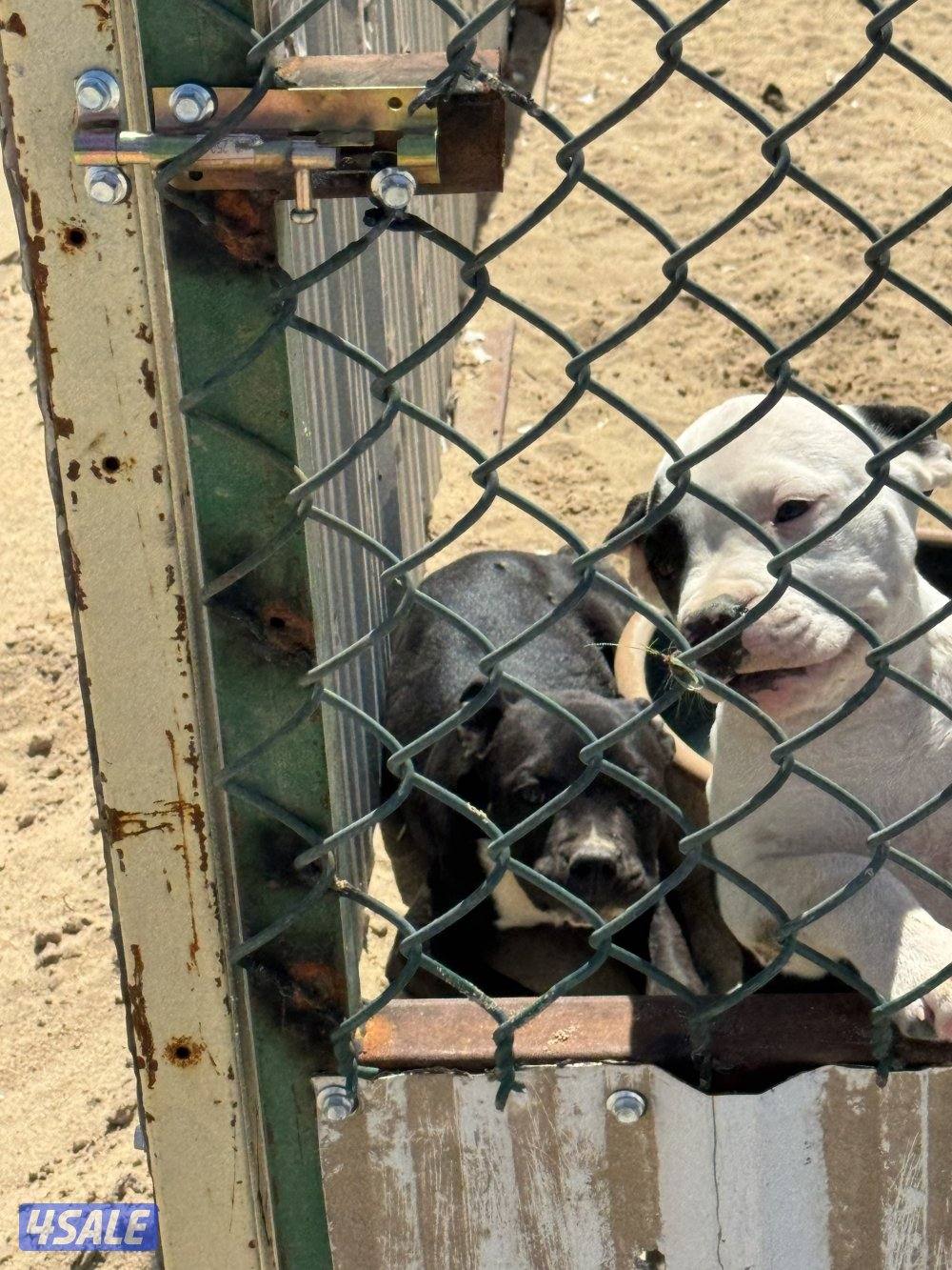 جراوة بيتبول بيور3