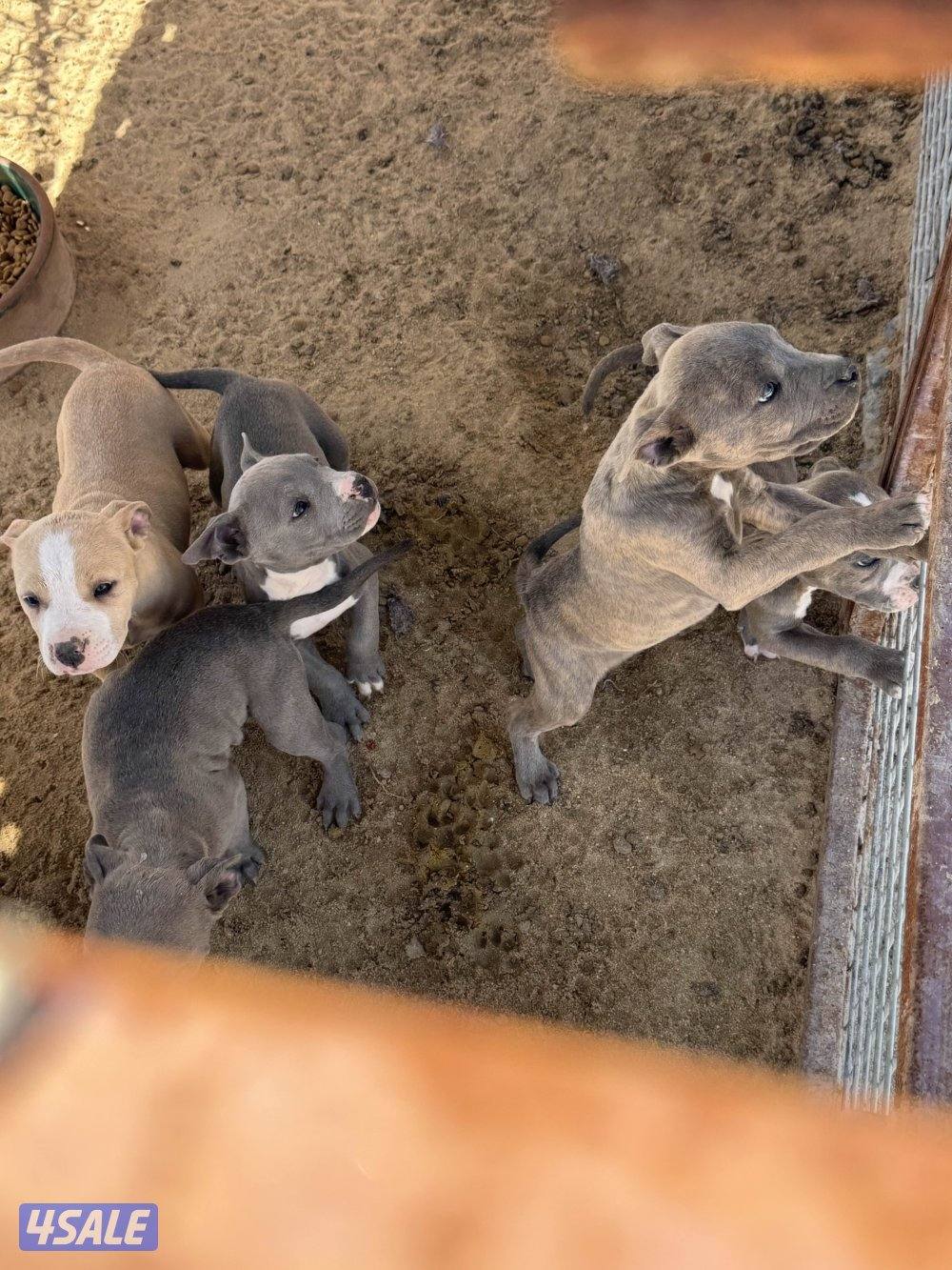 جراوة بيتبول بيور4