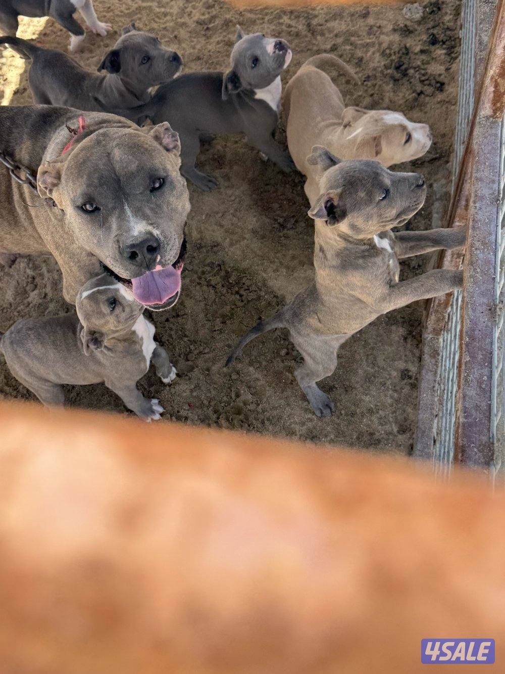 جراوة بيتبول بيور5