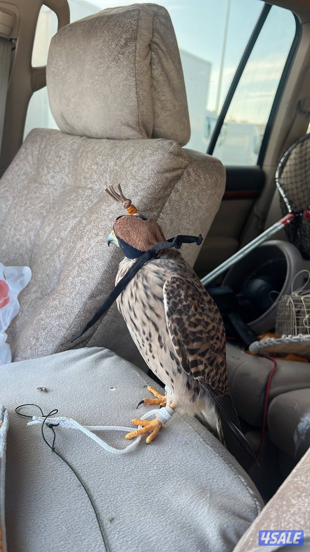 للبيع طير توصيل فوري0