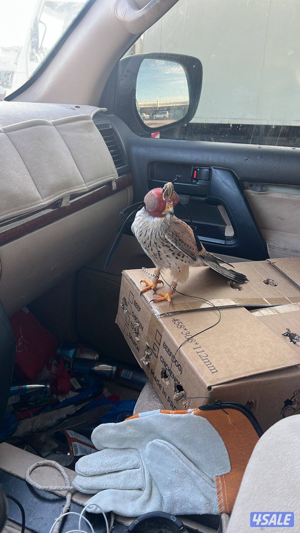 للبيع طير توصيل فوري1