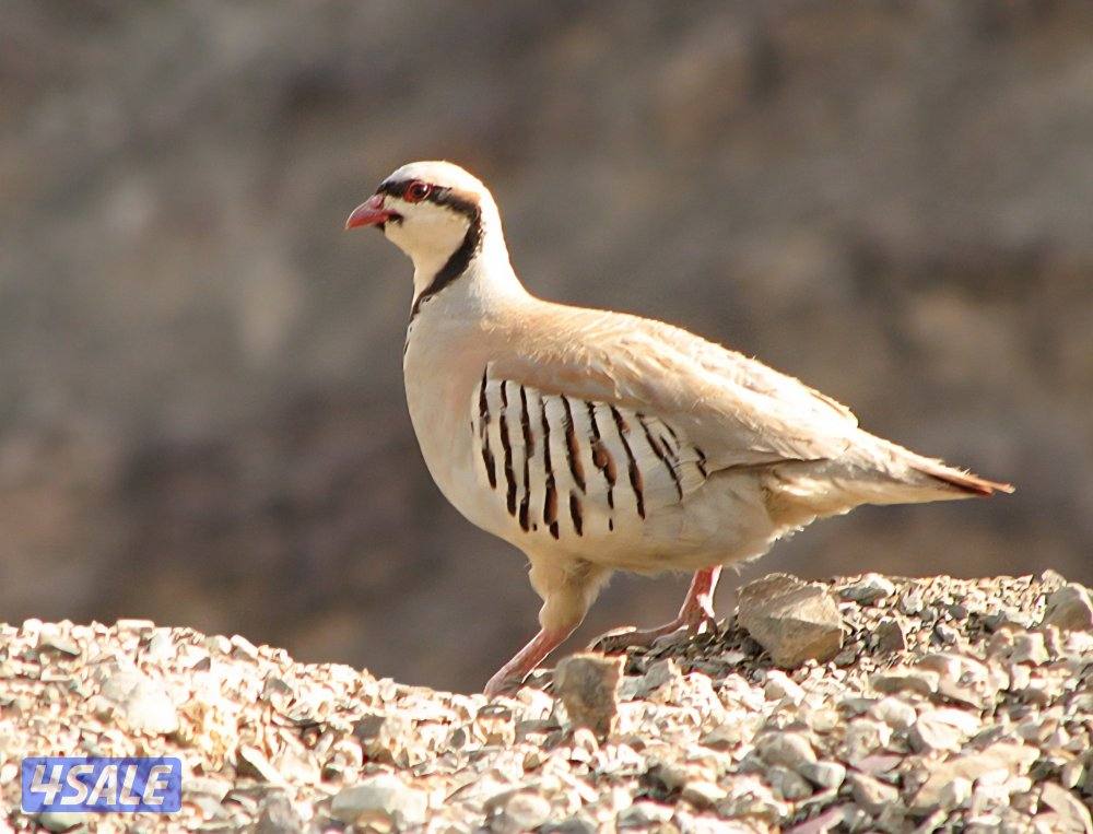 بوب وايت،كليفورنيا0