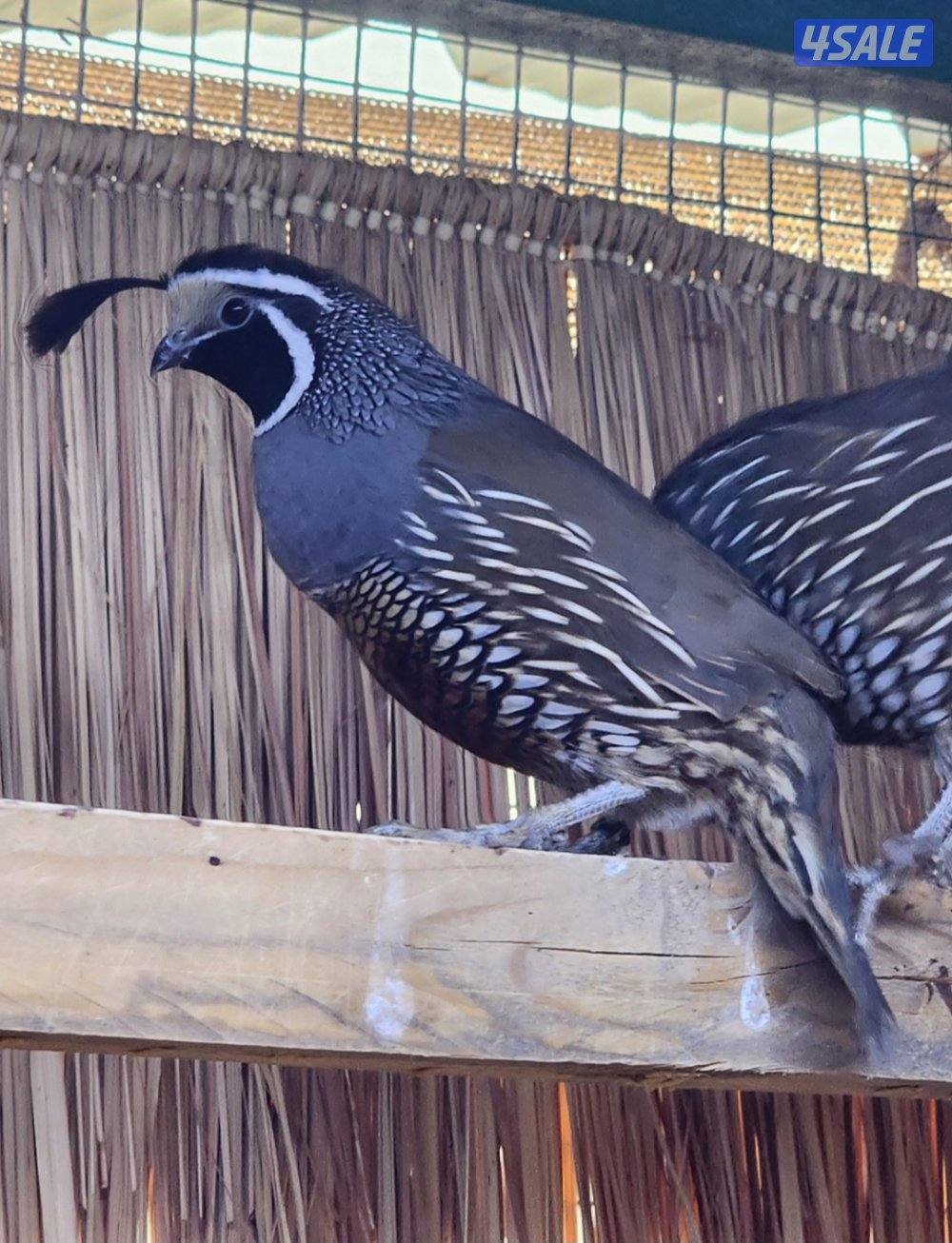 بوب وايت،كليفورنيا1