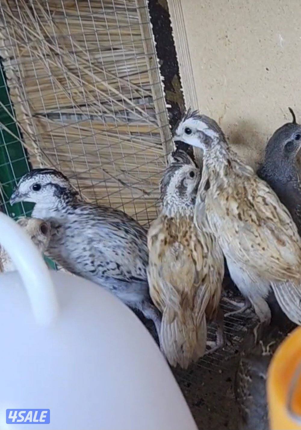 بوب وايت،كليفورنيا2