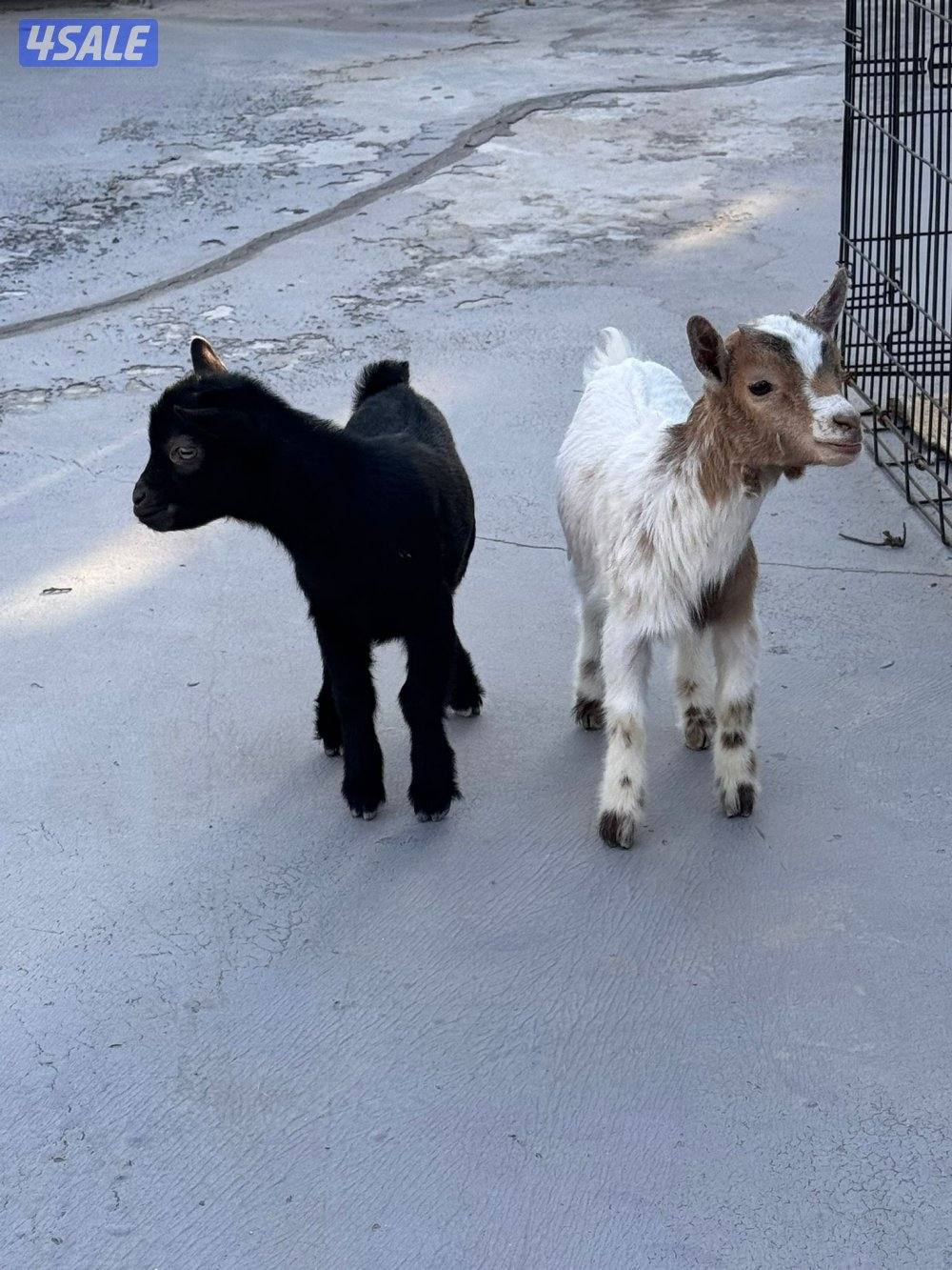 جفره وتيس جيكيه أقزام صحه جيده موجودين بالبيت0