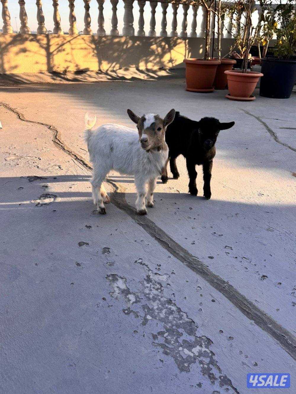 جفره وتيس جيكيه أقزام صحه جيده موجودين بالبيت4