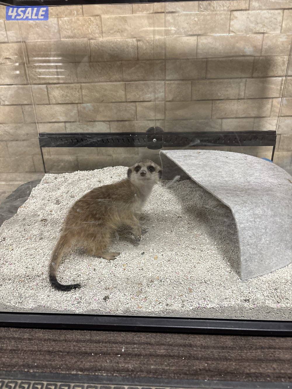 للبيع ميركات العمر ٣ اشهر شرط سلم0