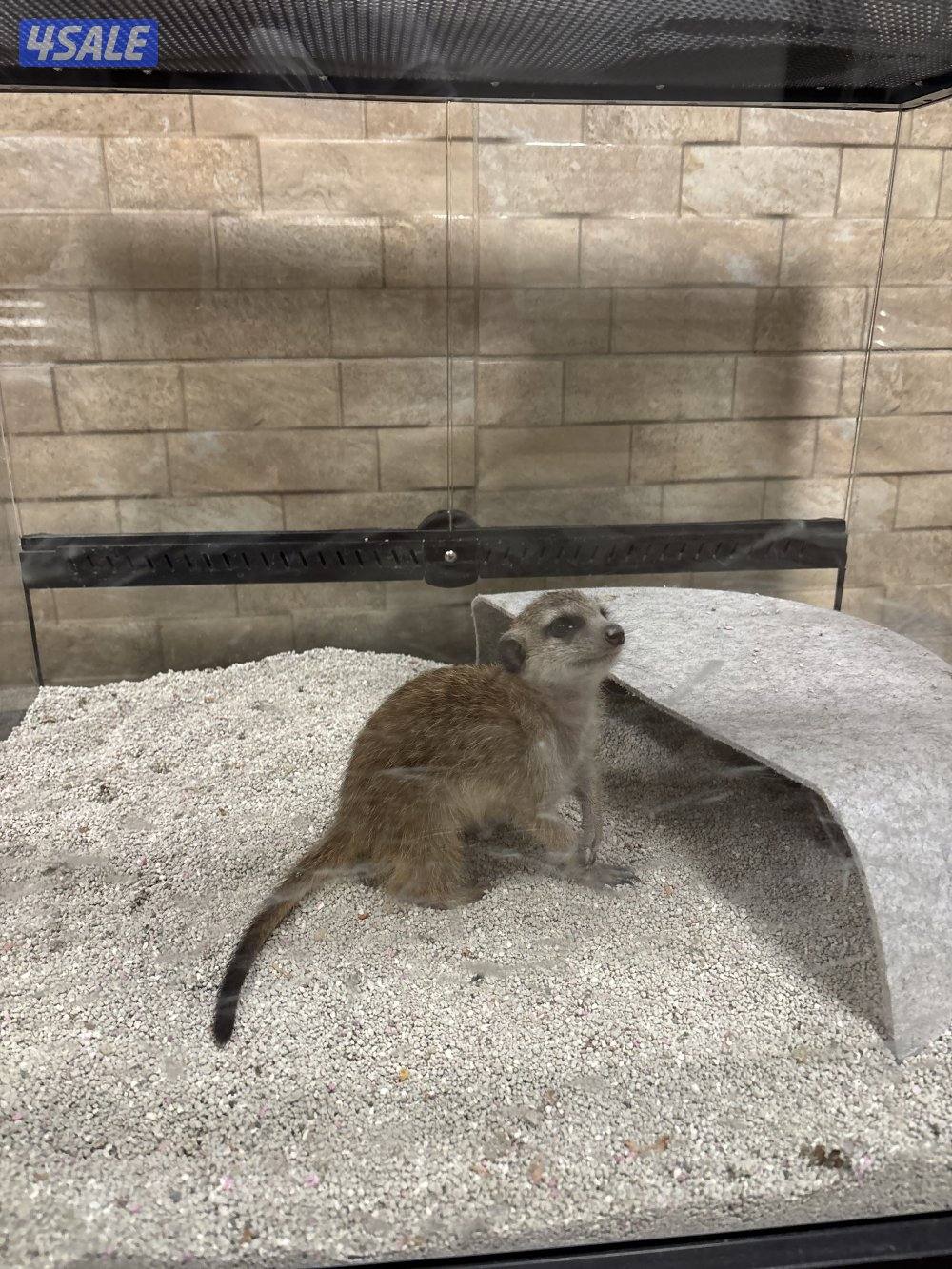 للبيع ميركات العمر ٣ اشهر شرط سلم1