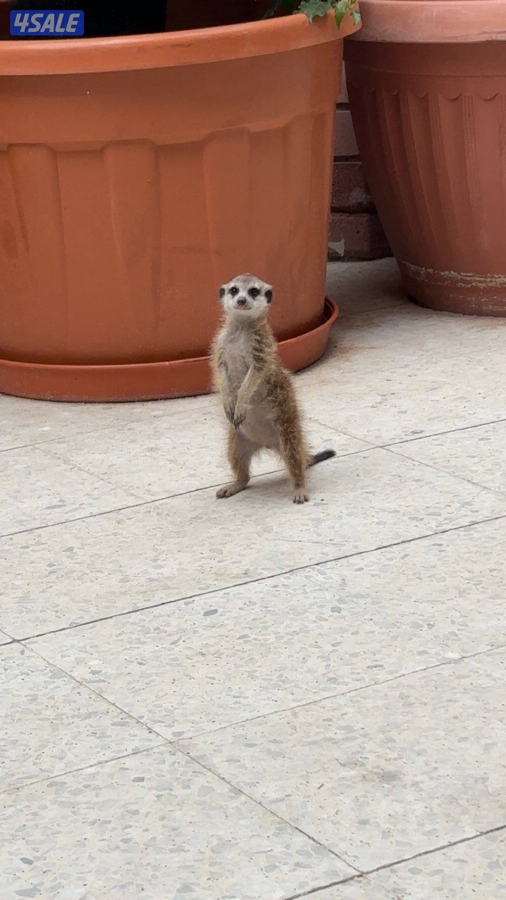 للبيع ميركات العمر ٣ اشهر شرط سلم2