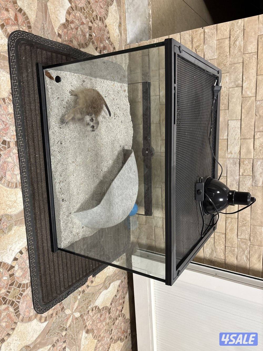 للبيع ميركات العمر ٣ اشهر شرط سلم3