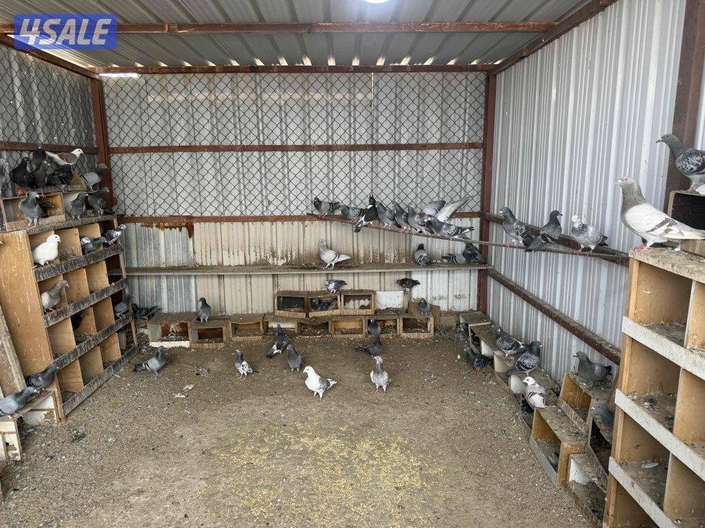 حمام زاجل شبب وازواج منتجه0