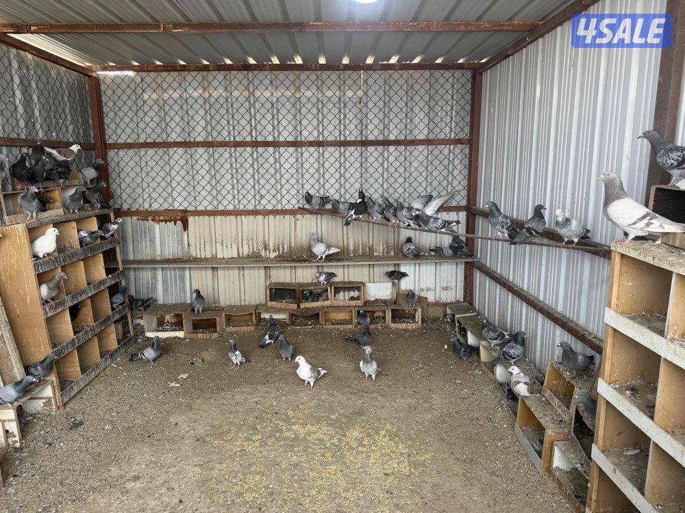 حمام زاجل شبب وازواج منتجه1