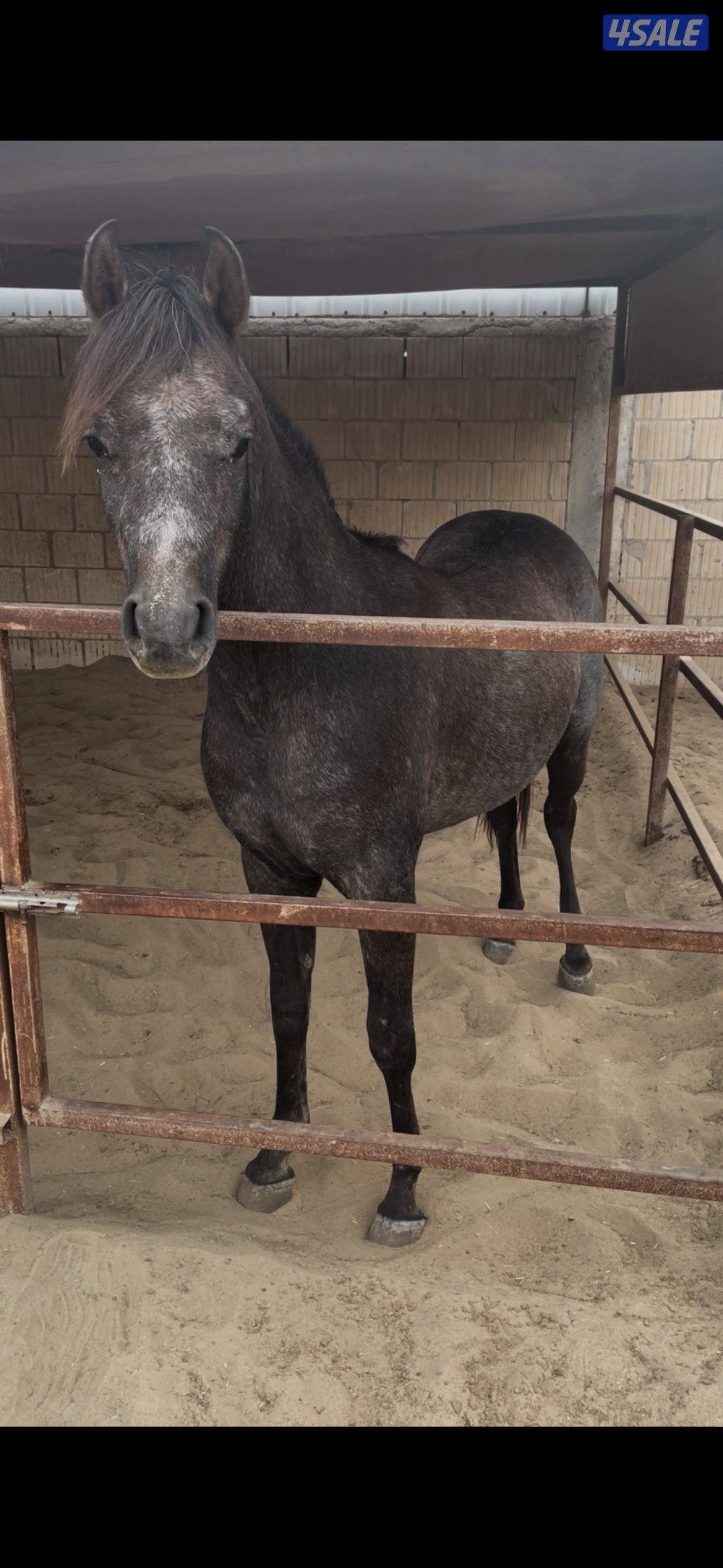 للبيع فلو بولش0