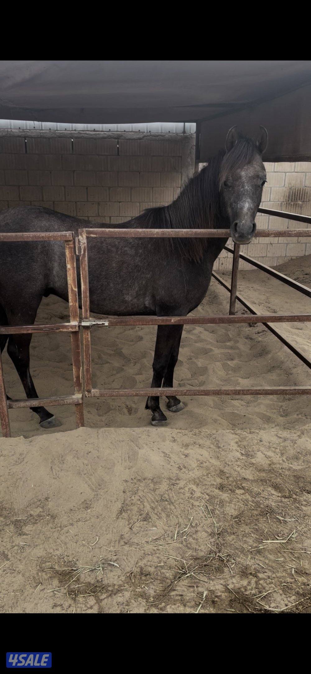 للبيع فلو بولش1