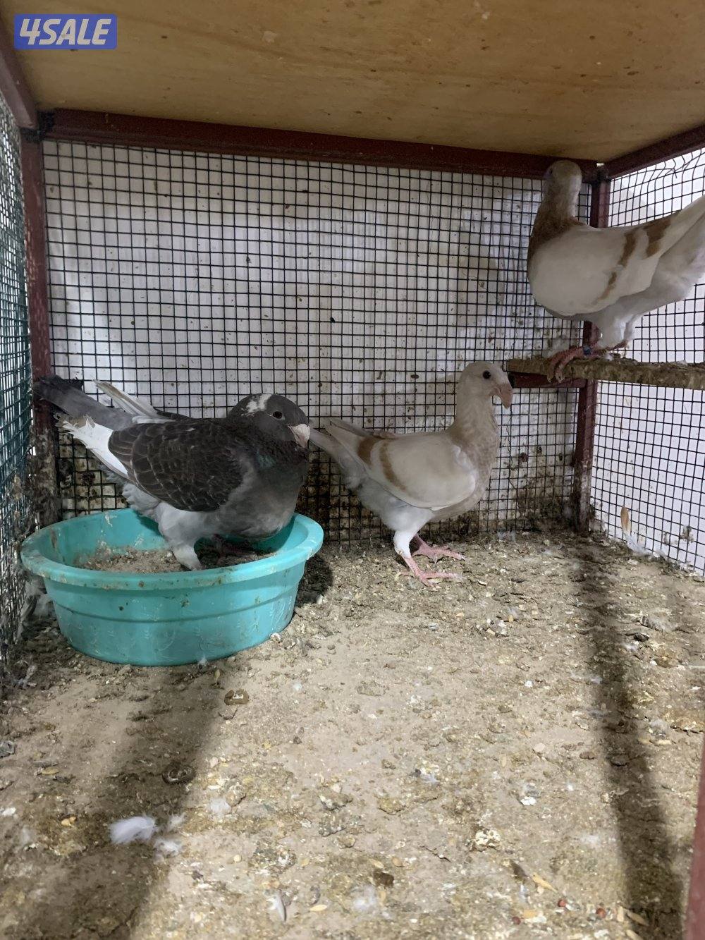 للبيع (12) زوج هومر اصفر واحمر واسود وازرق شبب ومنتجة وتحتها فروخ وبيض0