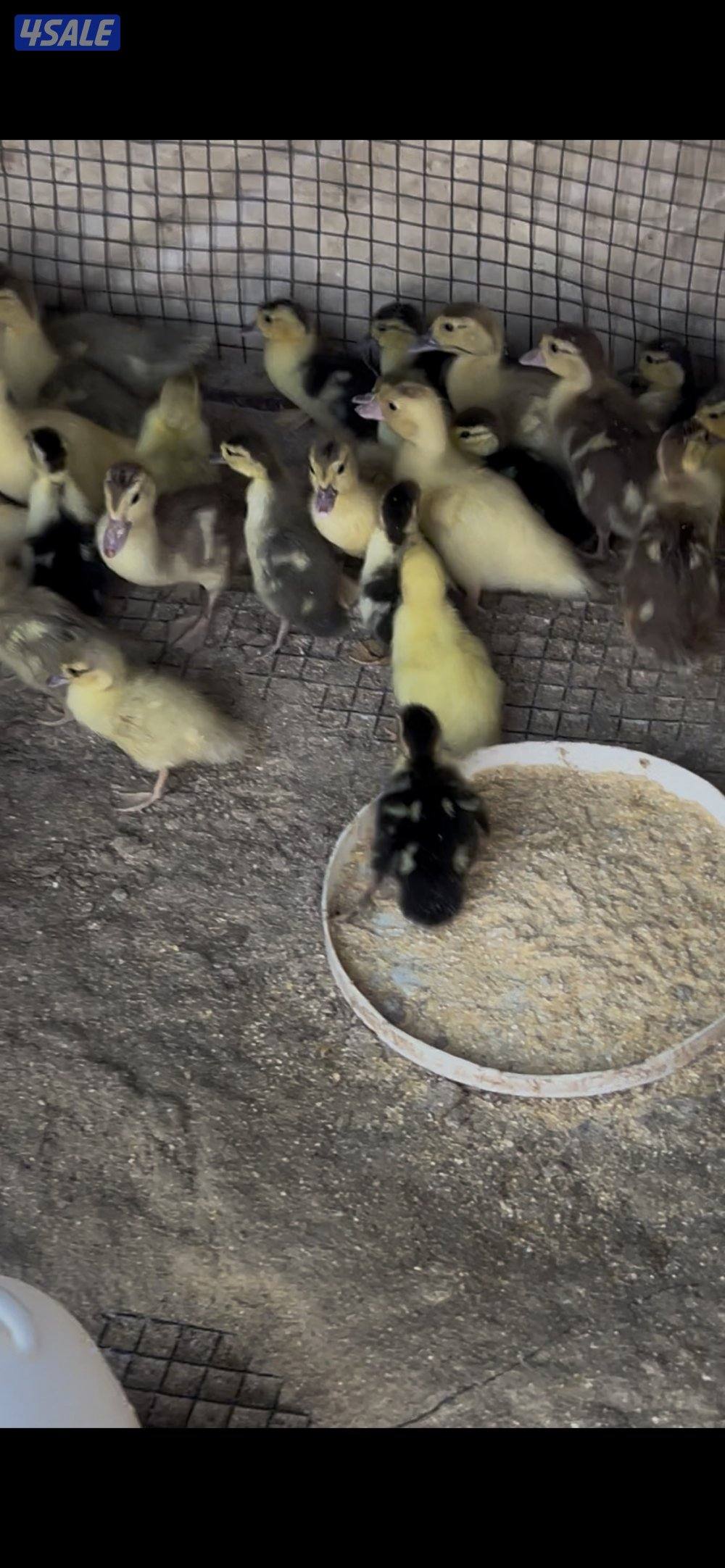 فروخ بط مصري0