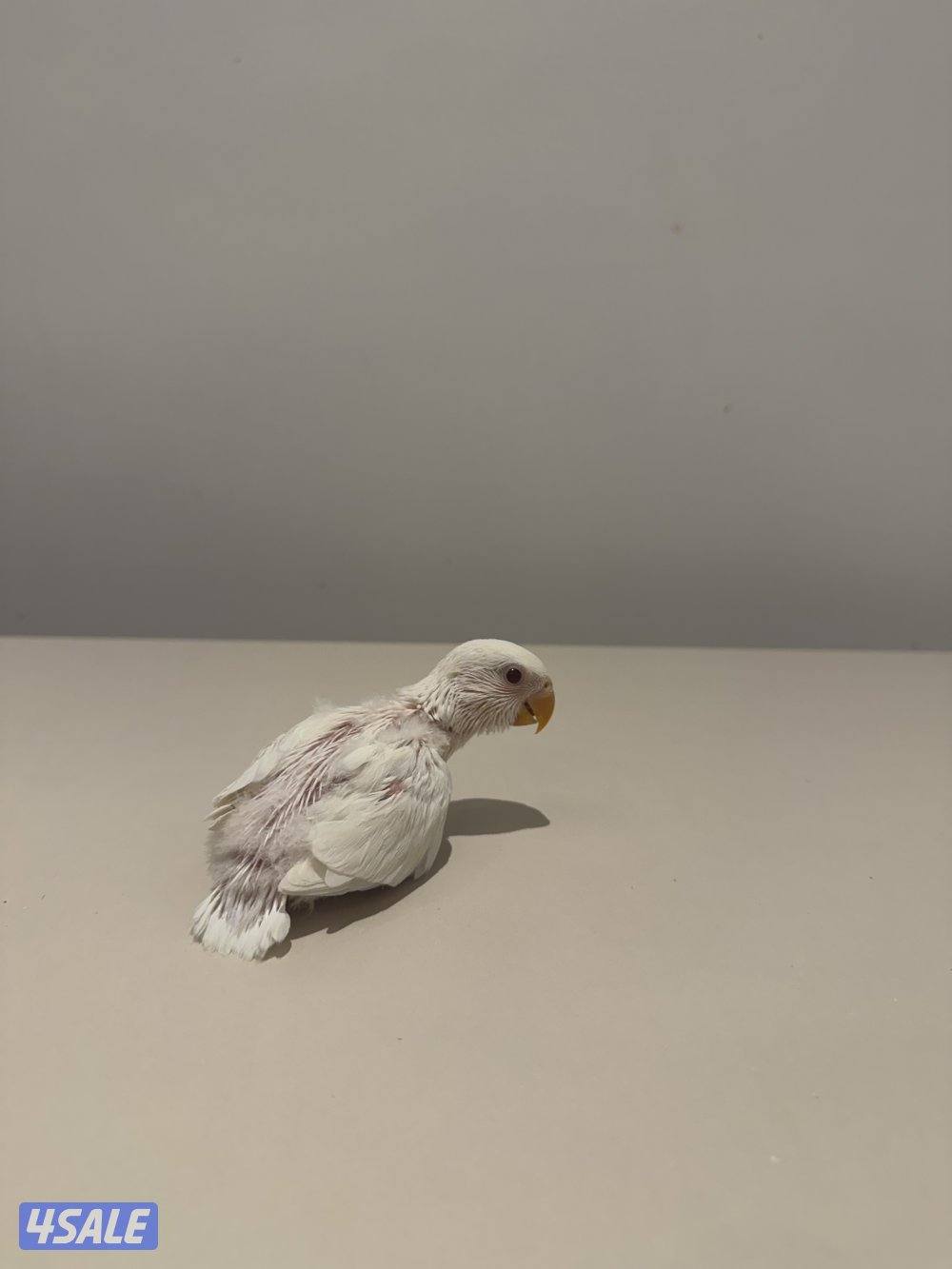 دفعة فروخ لوفبيرد روز من انتاجي والتوصيل مجاني1