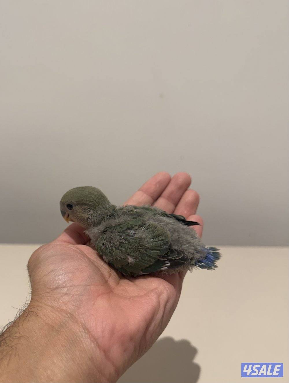 دفعة فروخ لوفبيرد روز من انتاجي والتوصيل مجاني2