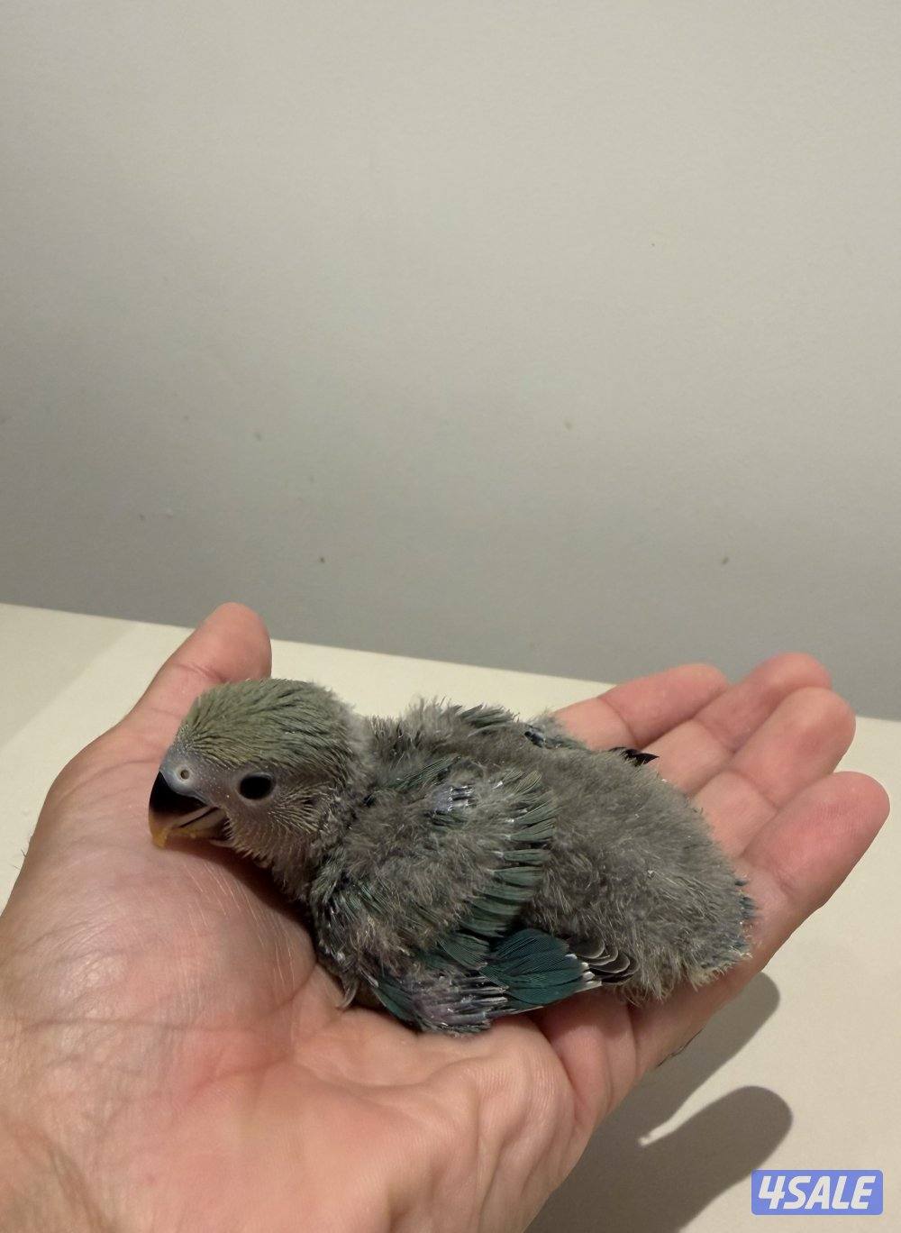 دفعة فروخ لوفبيرد روز من انتاجي والتوصيل مجاني3