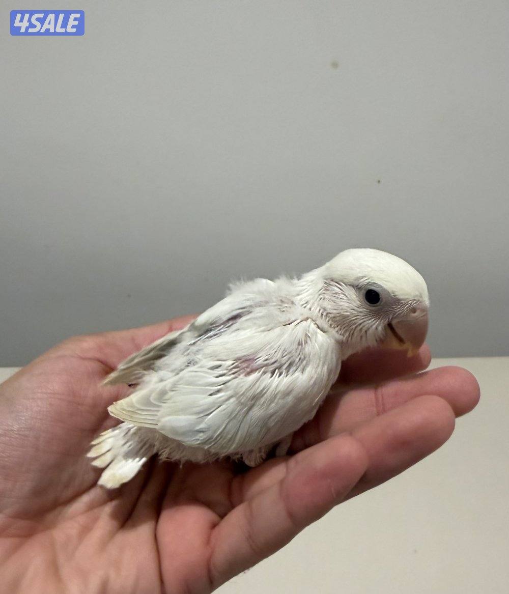 دفعة فروخ لوفبيرد روز من انتاجي والتوصيل مجاني4