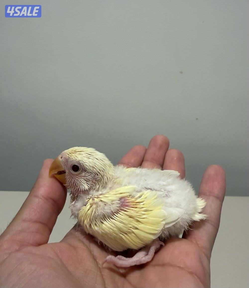 دفعة فروخ لوفبيرد روز من انتاجي والتوصيل مجاني5