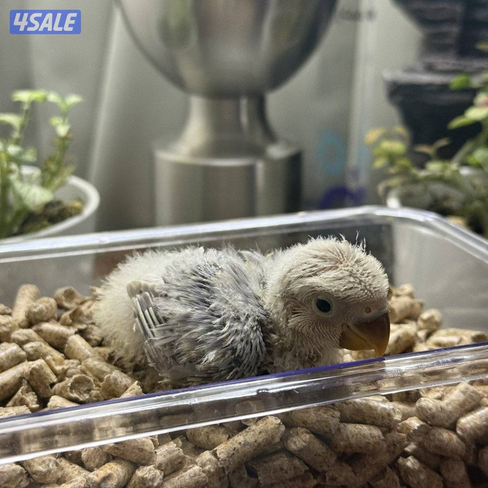 فروخ لوف بيرد و كوكتيل (كروان)1