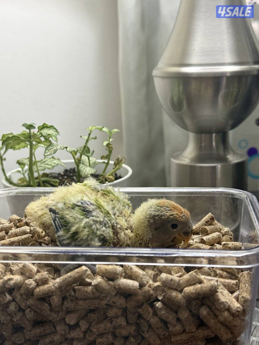 فروخ لوف بيرد و كوكتيل (كروان)2