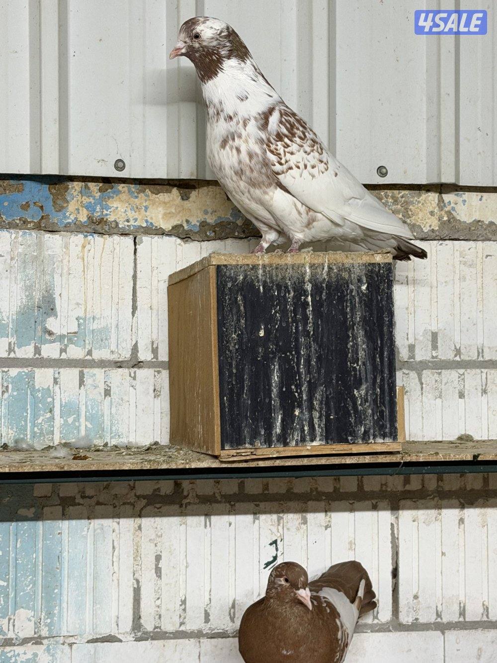 حمام تراكيب احجام طيبه XXL  أزواج منتجه0