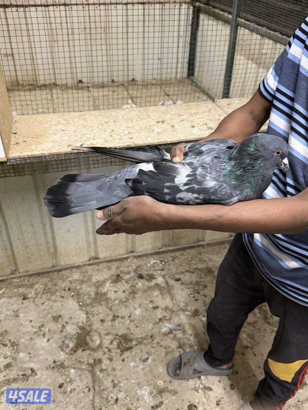 حمام تراكيب احجام طيبه XXL  أزواج منتجه1