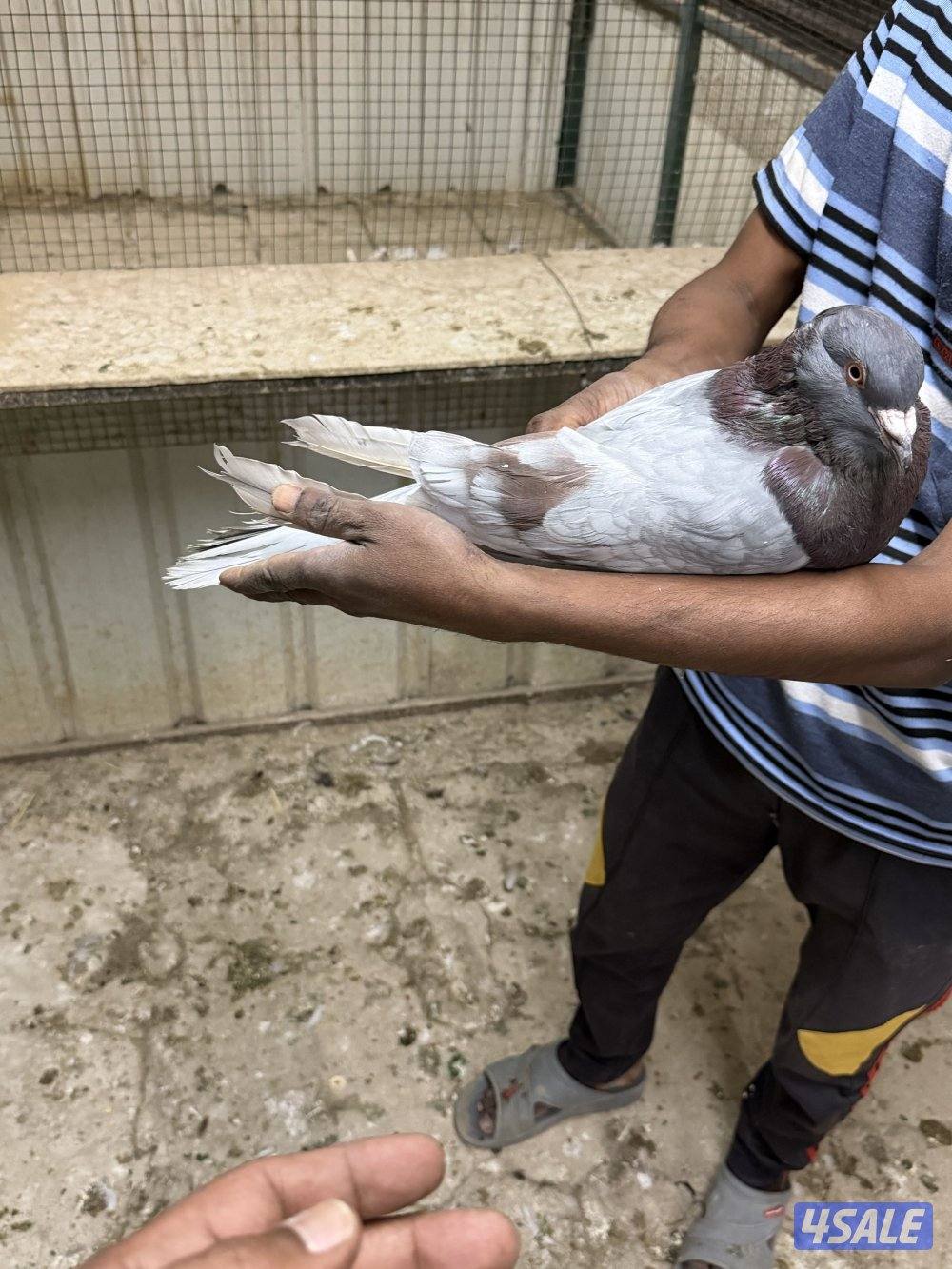 حمام تراكيب احجام طيبه XXL  أزواج منتجه2