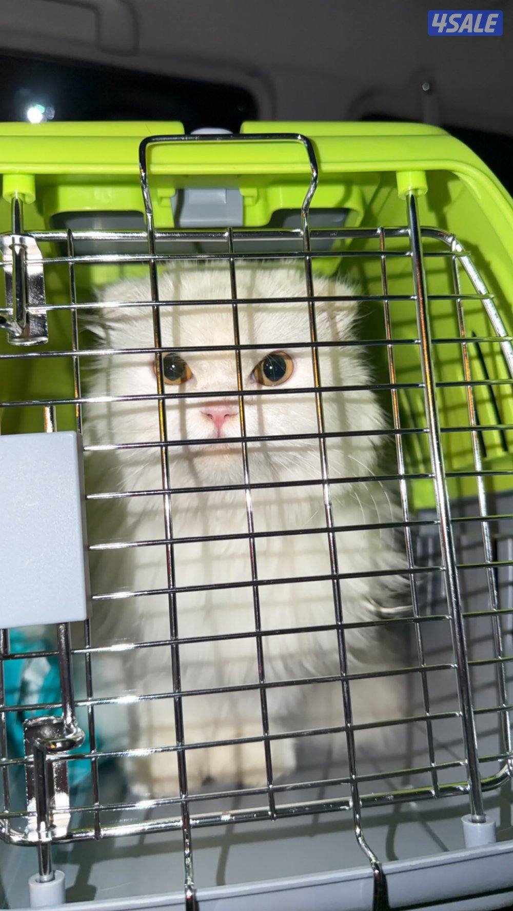 مكس سكوتش و هيملايا0