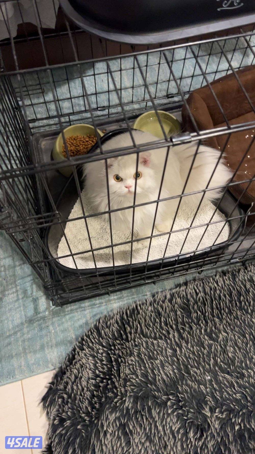 مكس سكوتش و هيملايا1