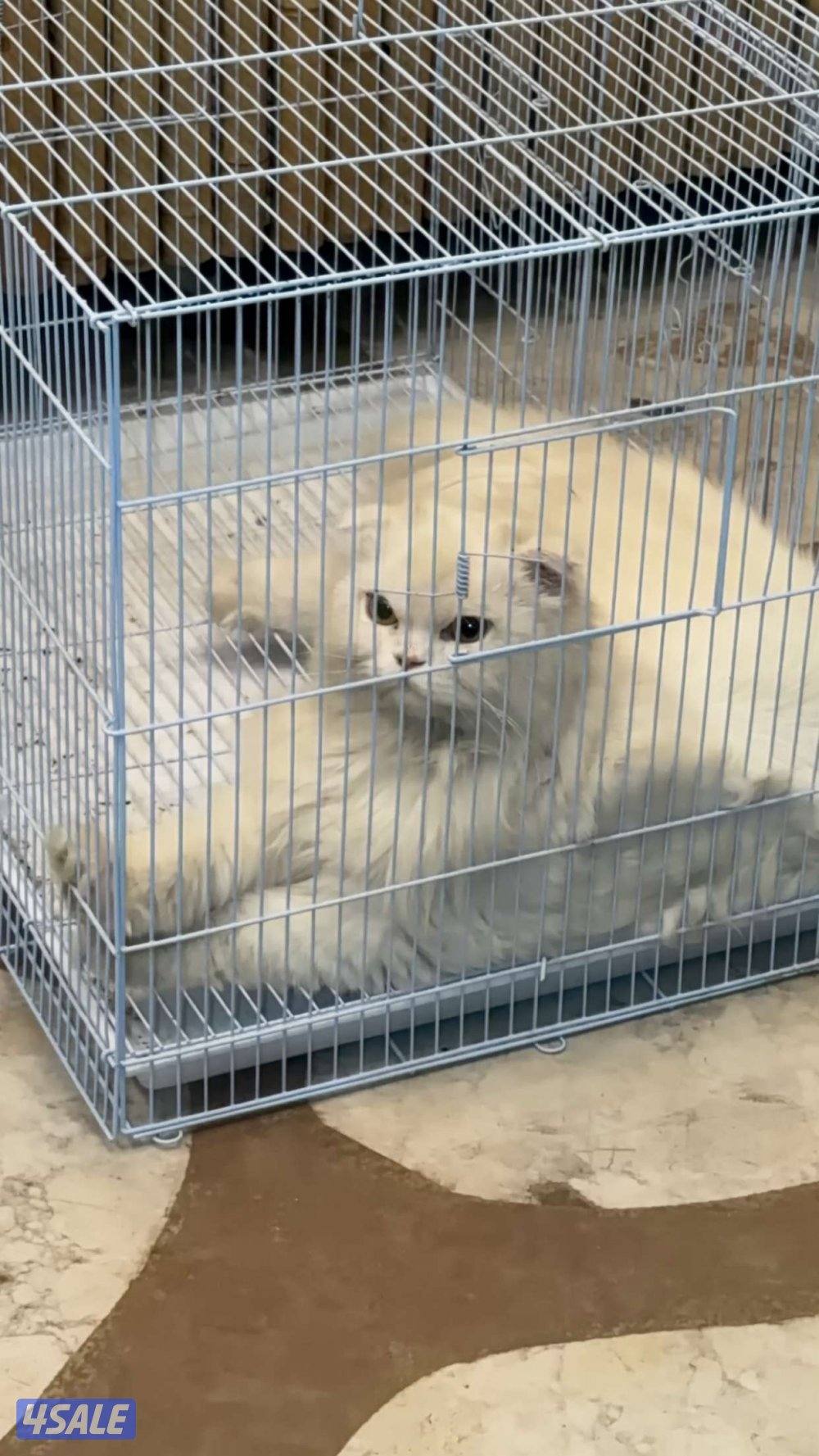 مكس سكوتش و هيملايا2