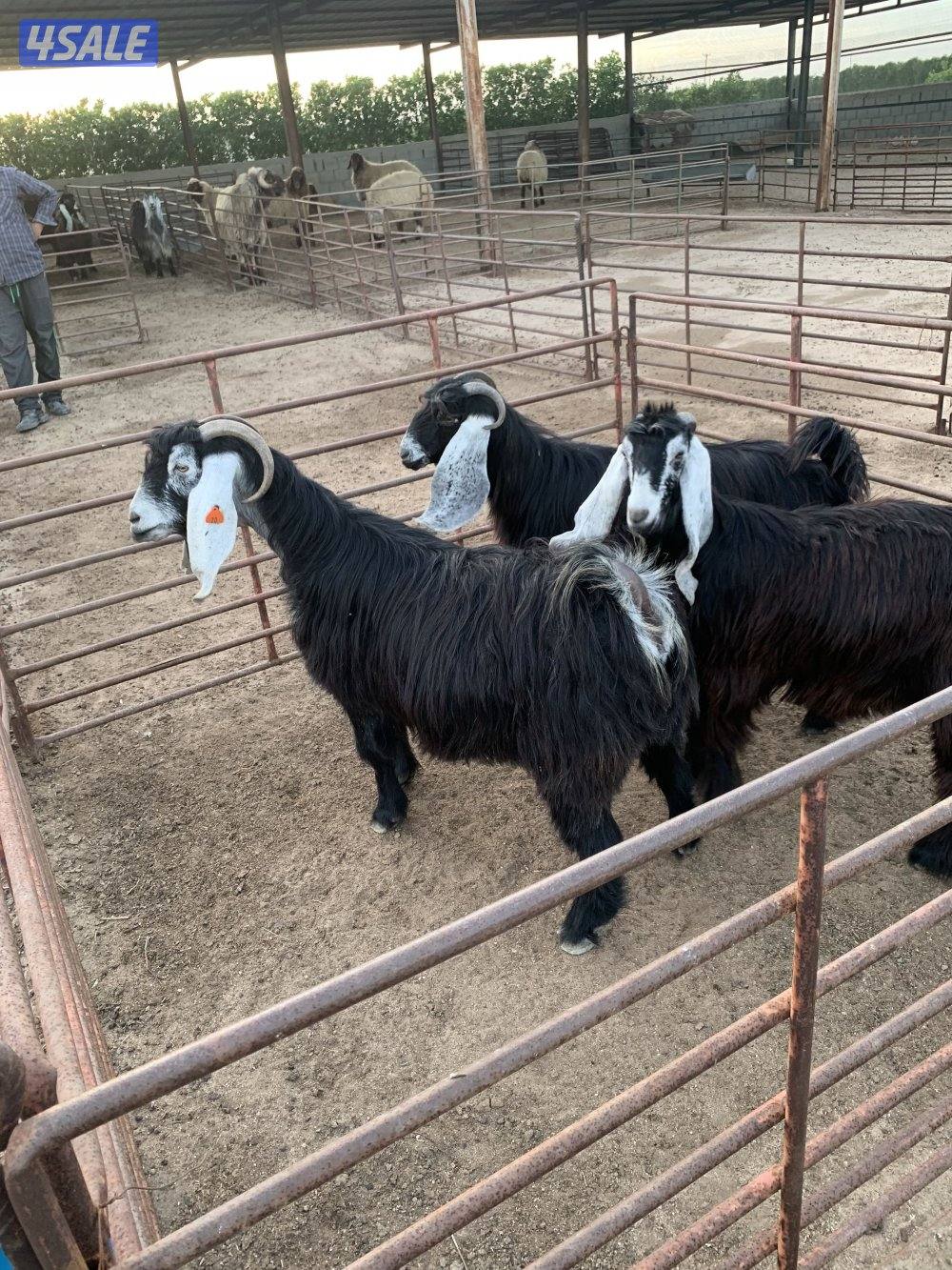 للبيع غنم و ماعز0