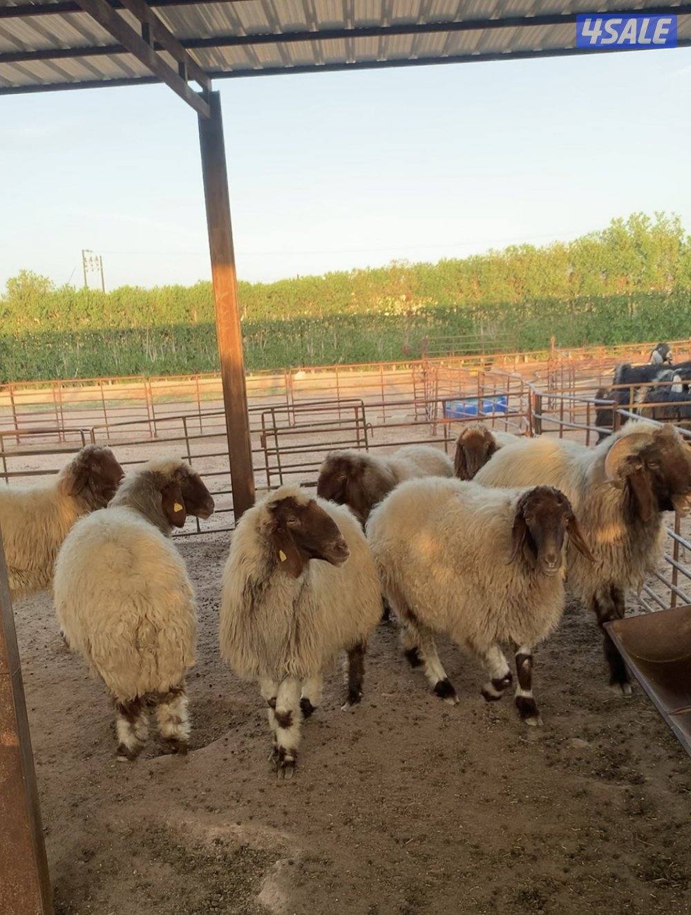 للبيع غنم و ماعز1