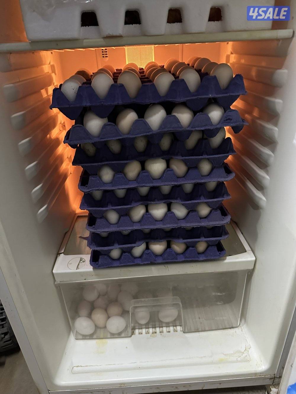 لللييع بيض دجاج عراقي طازج وفروخ دجاج1